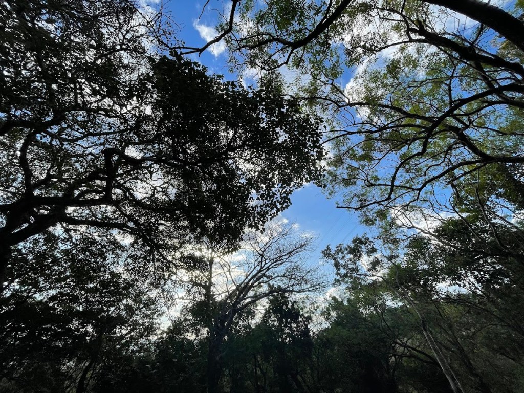 ¿Puede la reforestación capturar 39.9 gigatoneladas de carbono para 2050?