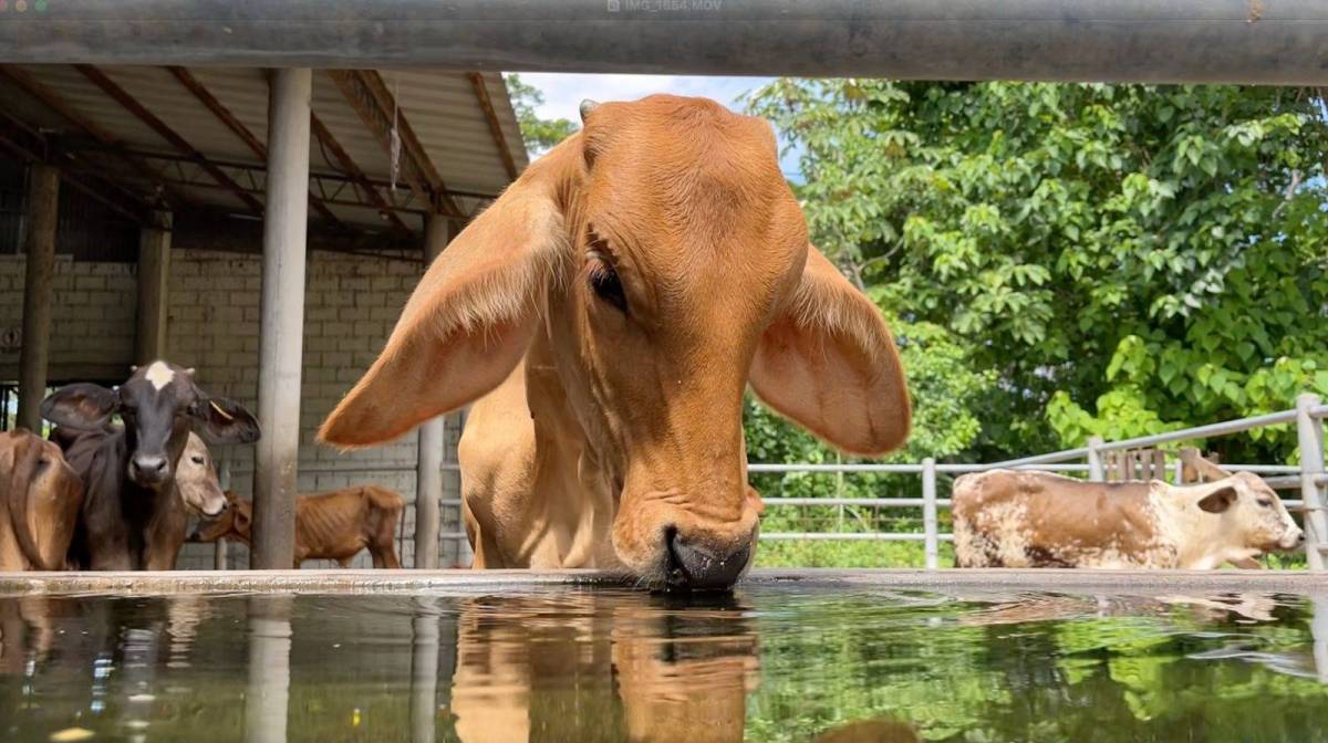 Epidemia silenciada: el subregistro del gusano barrenador amenaza&nbsp;Centroamérica