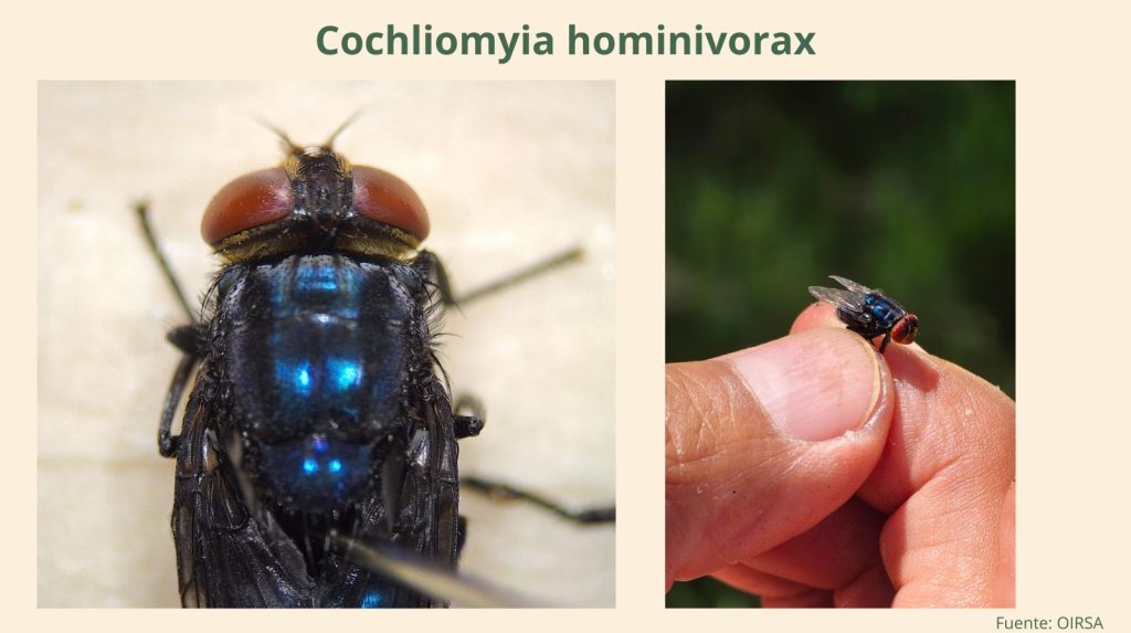 Mosca del gusano barrenador